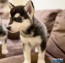 كلب هاسكي للبيع انثى