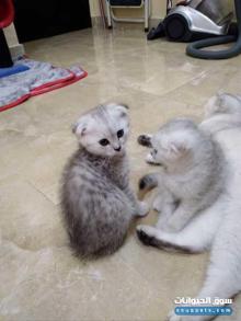 مطلوب قطط شهرين و ثلاث ذكر سكوتش