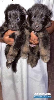 German Shepard puppy