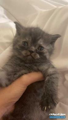 British short hair male 2 months old