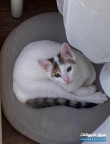 قط ذكر لتبني الاب شيرازي