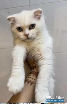 قطة سكوتش فولد للبيع