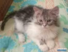 قطتين صغيرتين للبيع