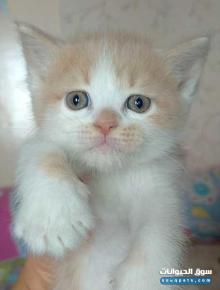 قطط شيرازى بيور عمر 40 يوم