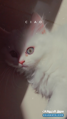 قطط شيرازي بيور