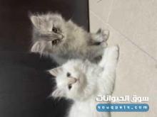 قطط شيرازي للبيع
