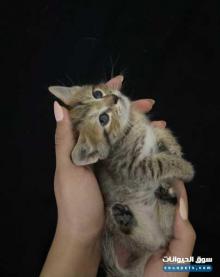 قطط سكوتش ستريت العمر شهر للبيع في ابوظبي