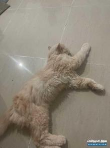 قطه شيرازي للبيع