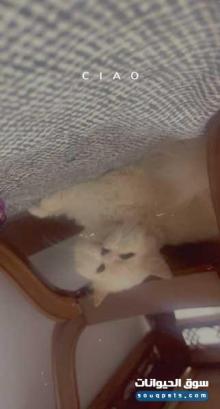 قطه شيرازي للبيع أليفه