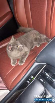 قطه للبيع برتش ذكر