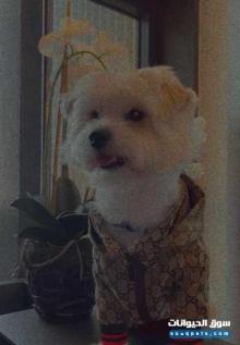 كلب مالتيز ذكر للبيع 8000 درهم