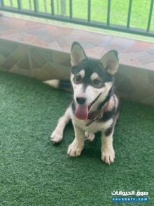 كلب هاسكي dog husky