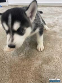 للبيع كلب هاسكي