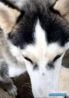 هاسكي للبيع السعر عند الاتصال واتساب رساله نصيه