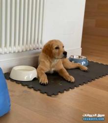 Dark color Golden Retriever Puppy