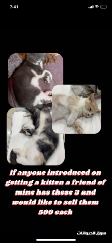 بيع قطط مكس شيرازي و امريكي
