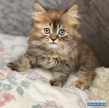 بيع قطه بريطانيه