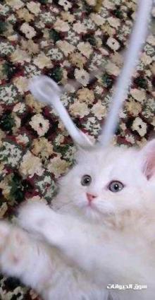 قط للبيع شيرزايه