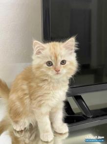 قطتين للبيع في العين