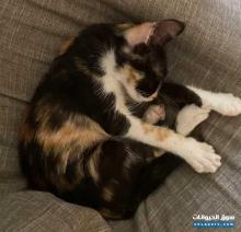 قطه انثى فيليس كاتوس