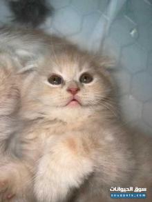 للبيع ثلاث قطط سكوتش