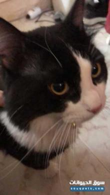 قط ذكر للبيع