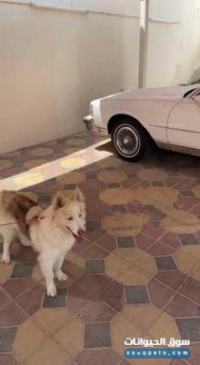 هاسكي الاسكا مالموت