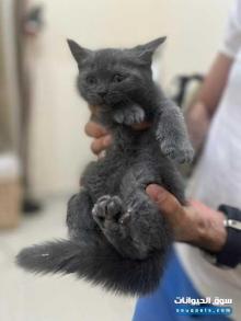 British Blue Short Hair 2 months بريتش شورت