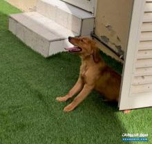 golden dark for sale 5 months old