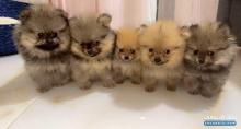 mini pomeranian for sale