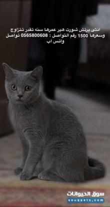 انثى برتش شورت هير عمرها سنه تقدر تتزاوج