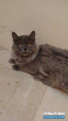 بيع قطط شيرازي في دبي