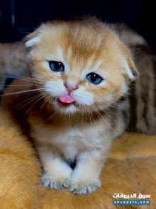 سكوتش مسجلين بالمنظمه wcf