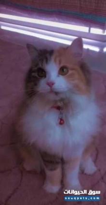 قطة للبيع فصيلتها شيرازية جميلة جدا و ذكية