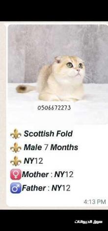 قطط اصليه بيور من ام واب اصلى جميله ونظيفه