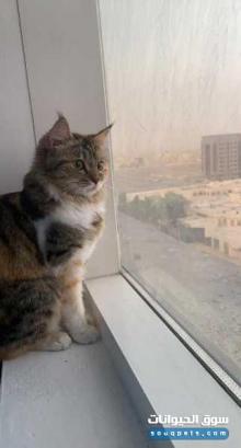 قطط شيرازي للبيع