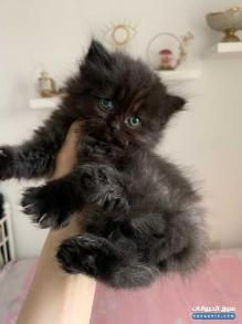 قطط للبيع نوع الأب فارسي نوع الأم ياباني