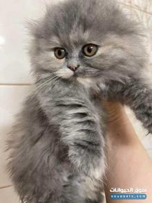 قطط للبيع مستوى عالي