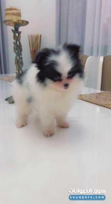 للبيع باموشي نوع مميز