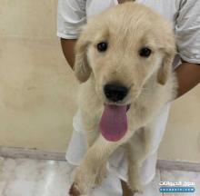 للبيع كلب جولدن ريتريفر