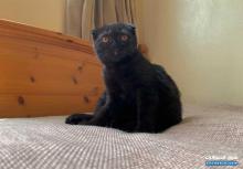 Scottish fold kitten