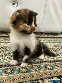 شيرازي للبيع ذكر وانثى