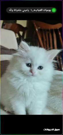 قطة شيرازية بيور عمر شهرين