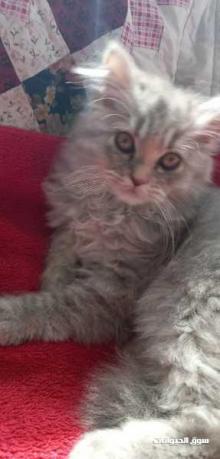 قطة أنثى للبيع العمر شهرين