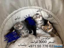 قطط سكوتش فولد