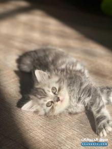 قطط شيرازي ذكر