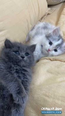 قطط كيتنز بيور شيرازي