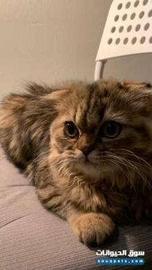 قطه انثي سكوتش لعوبه