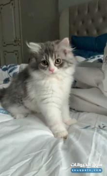 قطه شيرازيه للبيع