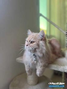 للبيع قط شيرازي ذكر